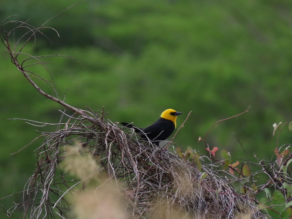 Yellow-hooded Blackbird - ML638308693