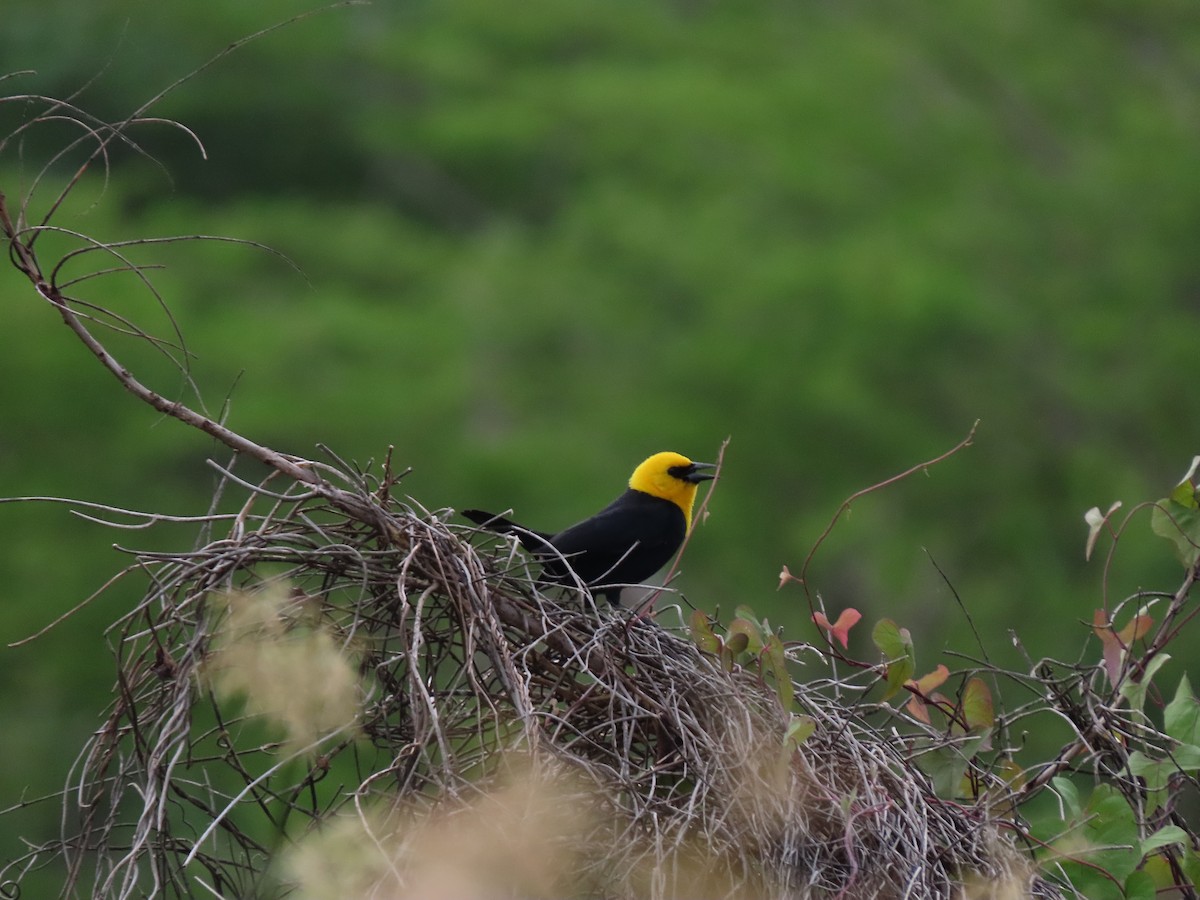 Yellow-hooded Blackbird - ML638308694
