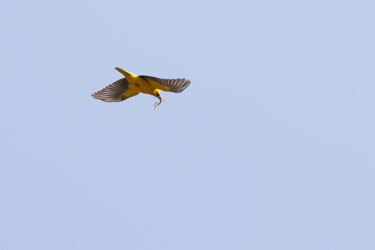 Eurasian Golden Oriole - ML638308696