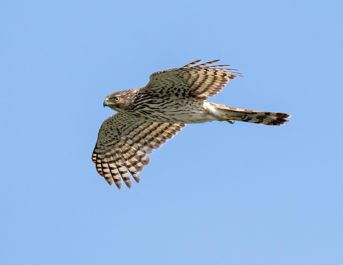 Cooper's Hawk - ML638308697