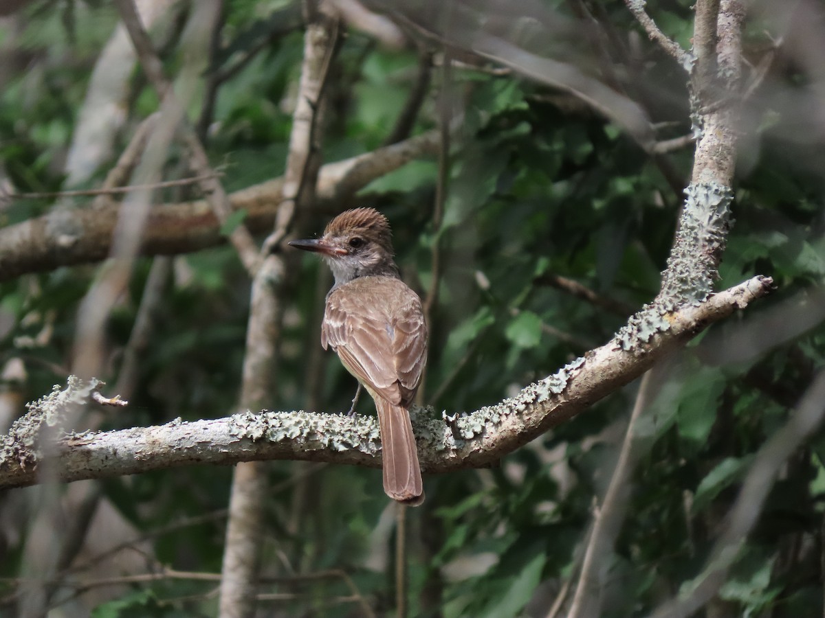 Brown-crested Flycatcher - ML638308701