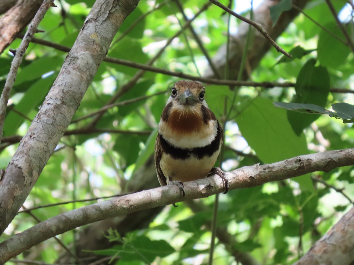 Russet-throated Puffbird - ML638308707