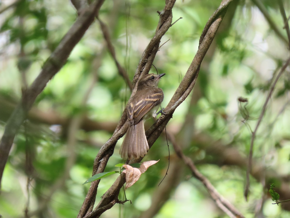 Mouse-colored Tyrannulet - ML638308708