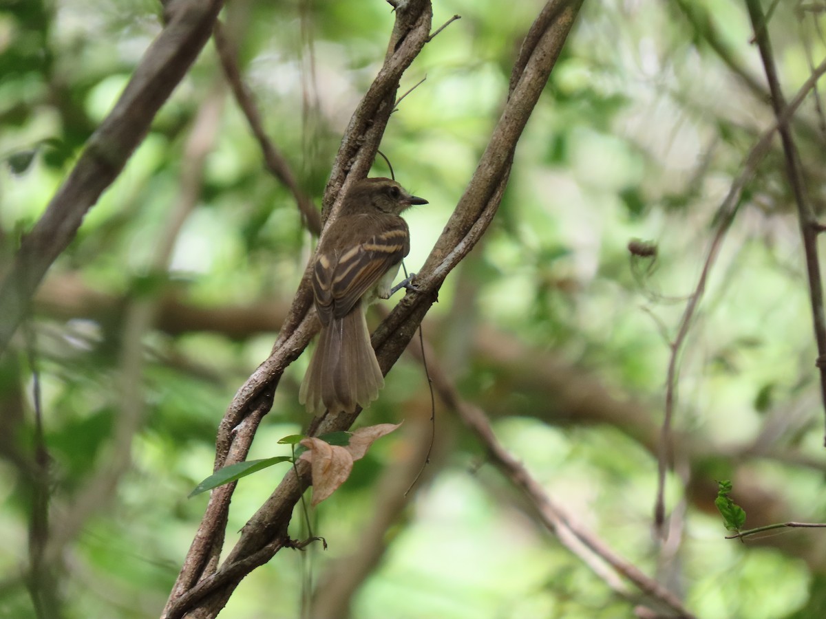 Mouse-colored Tyrannulet - ML638308709