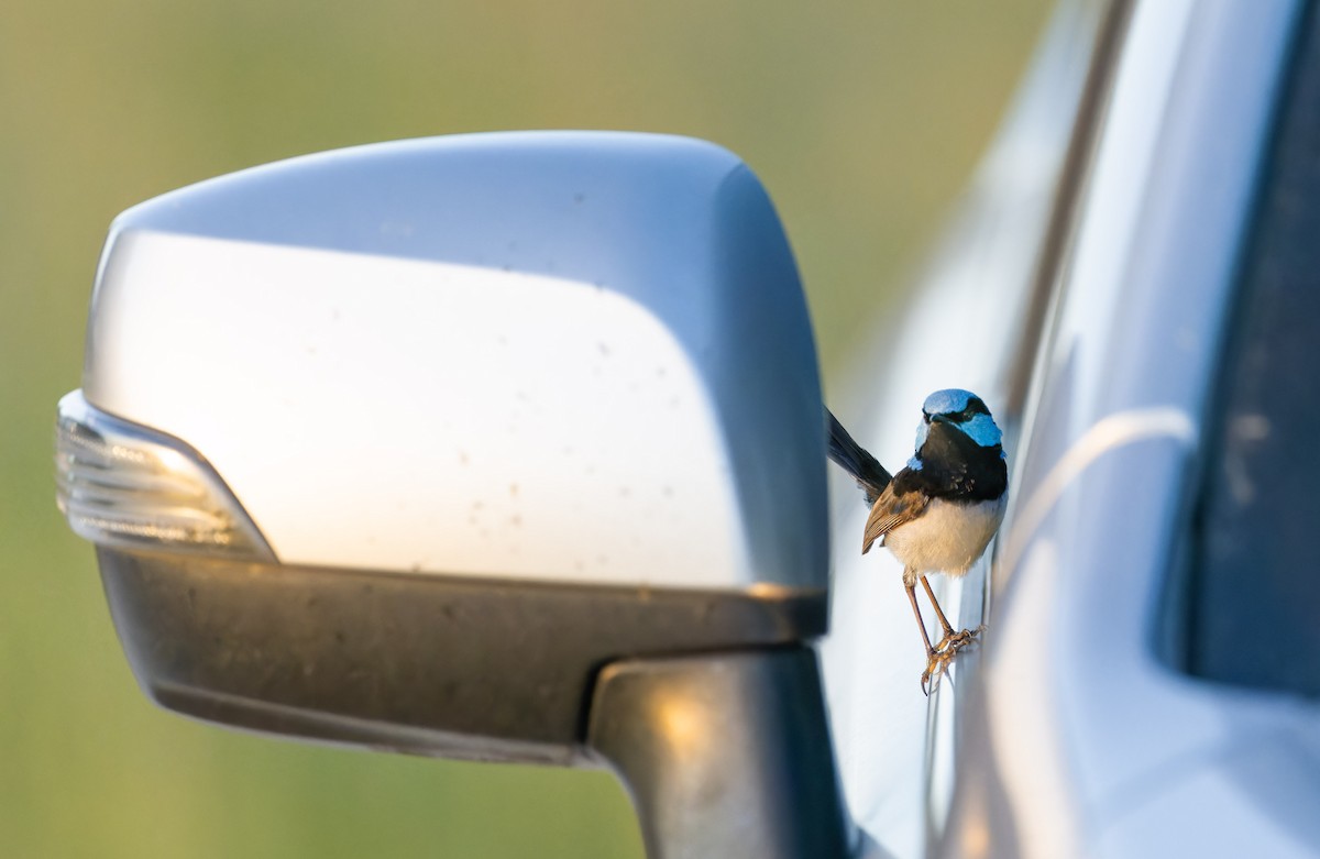 Superb Fairywren - ML638308712