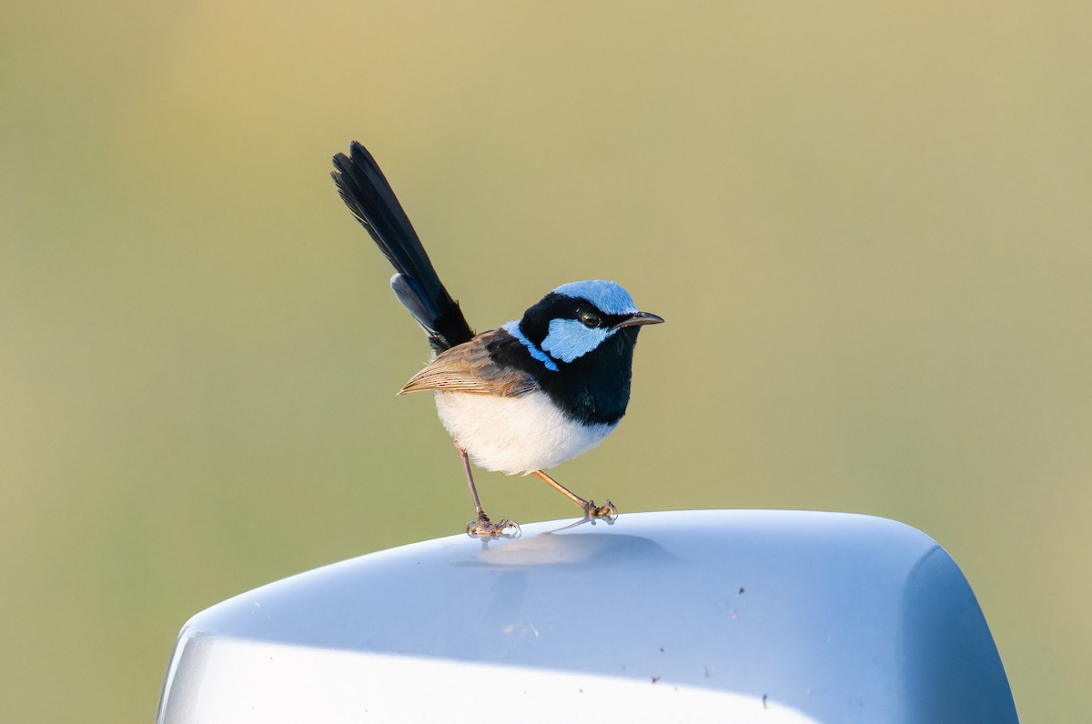 Superb Fairywren - ML638308713