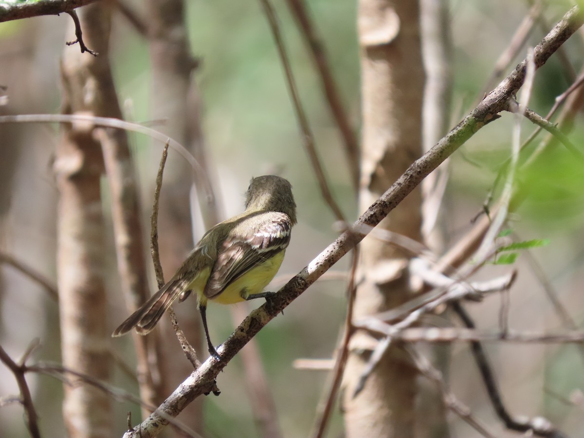 Pale-tipped Tyrannulet - ML638308716
