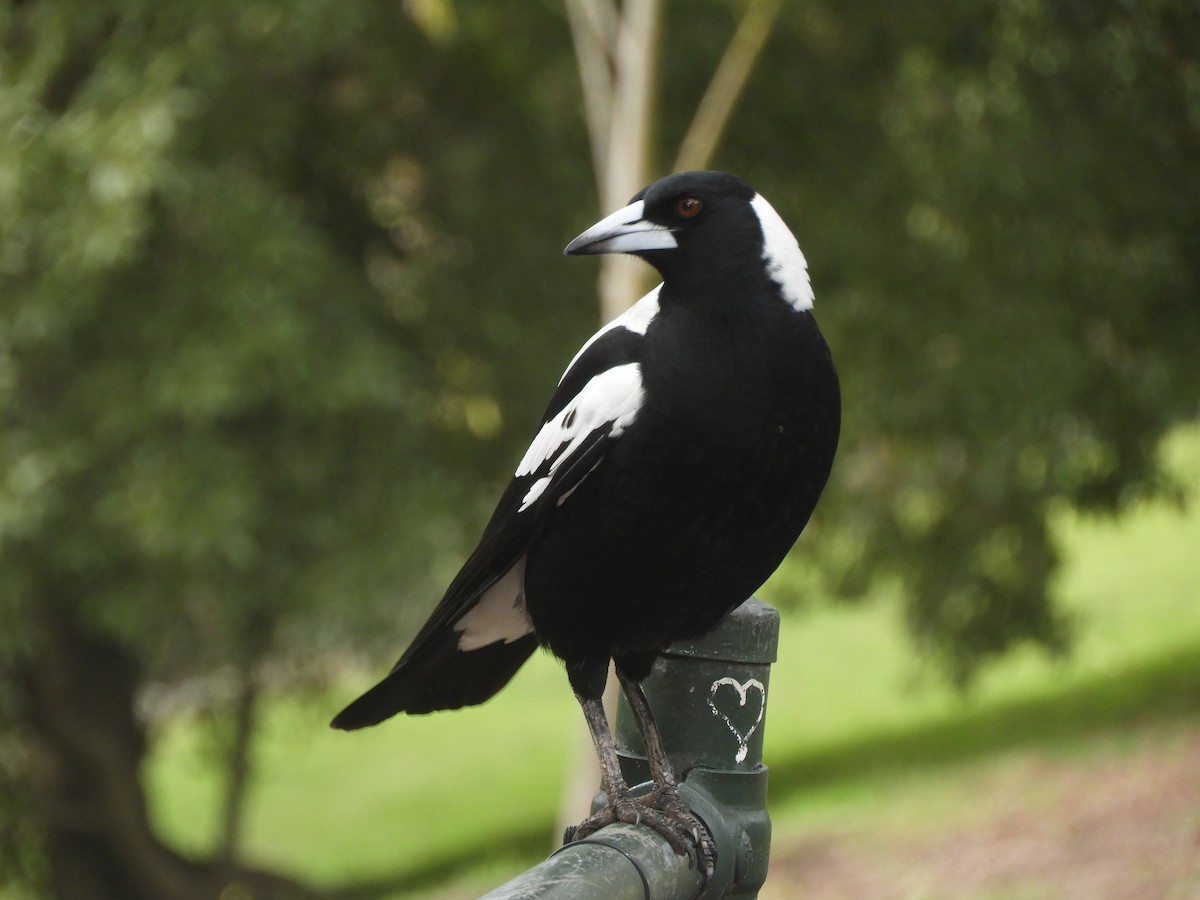 Australian Magpie - ML638308719