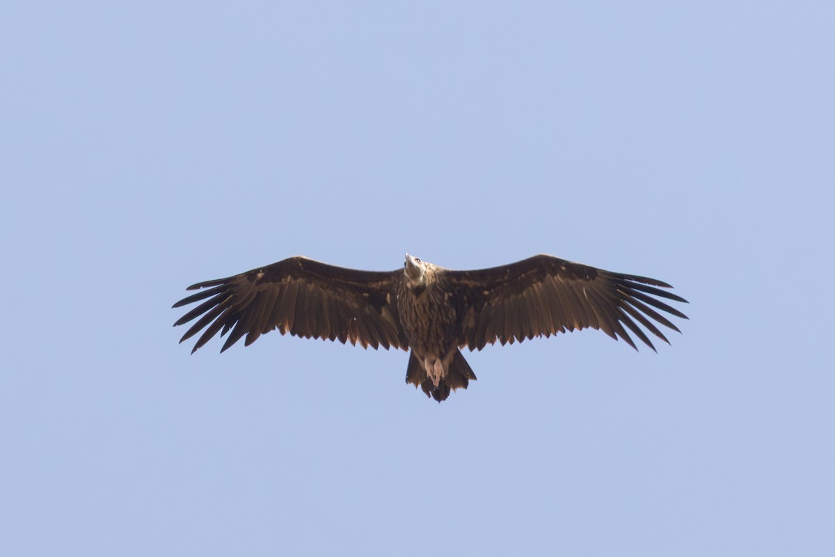Cinereous Vulture - ML638308723