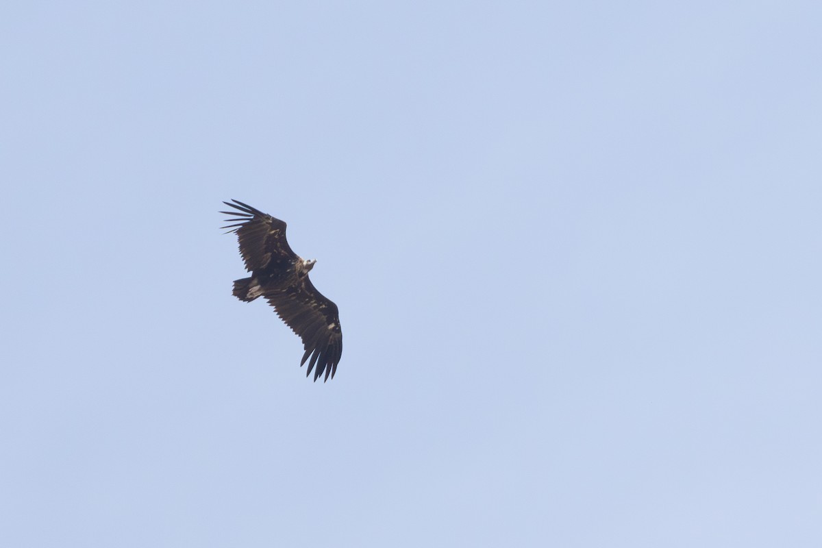 Cinereous Vulture - ML638308724