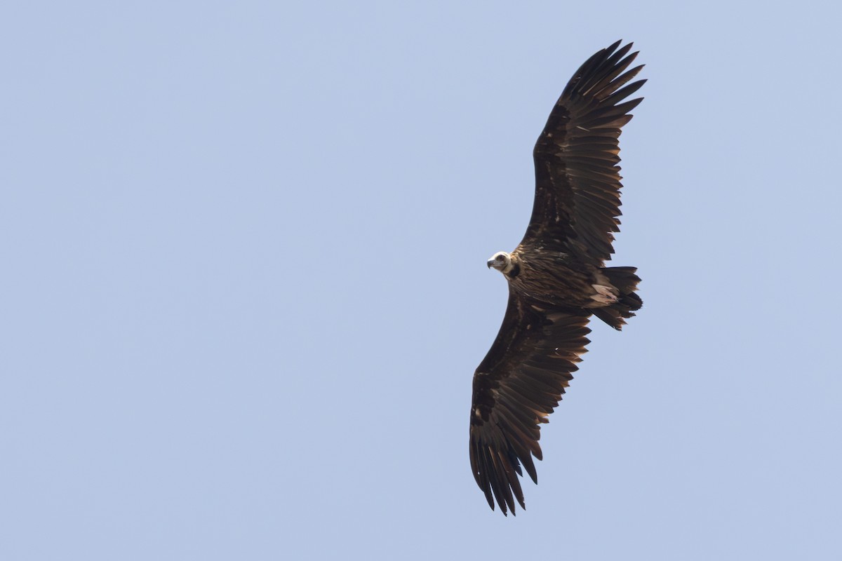 Cinereous Vulture - ML638308725