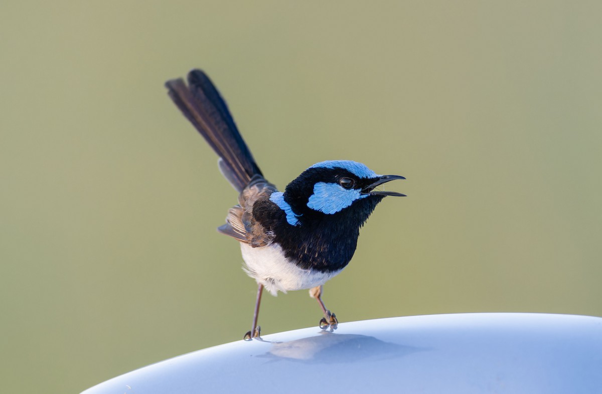Superb Fairywren - ML638308726