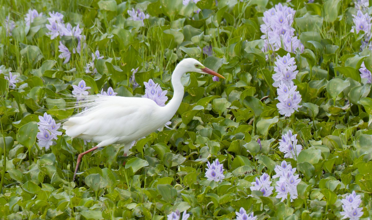 Plumed Egret - ML638308734