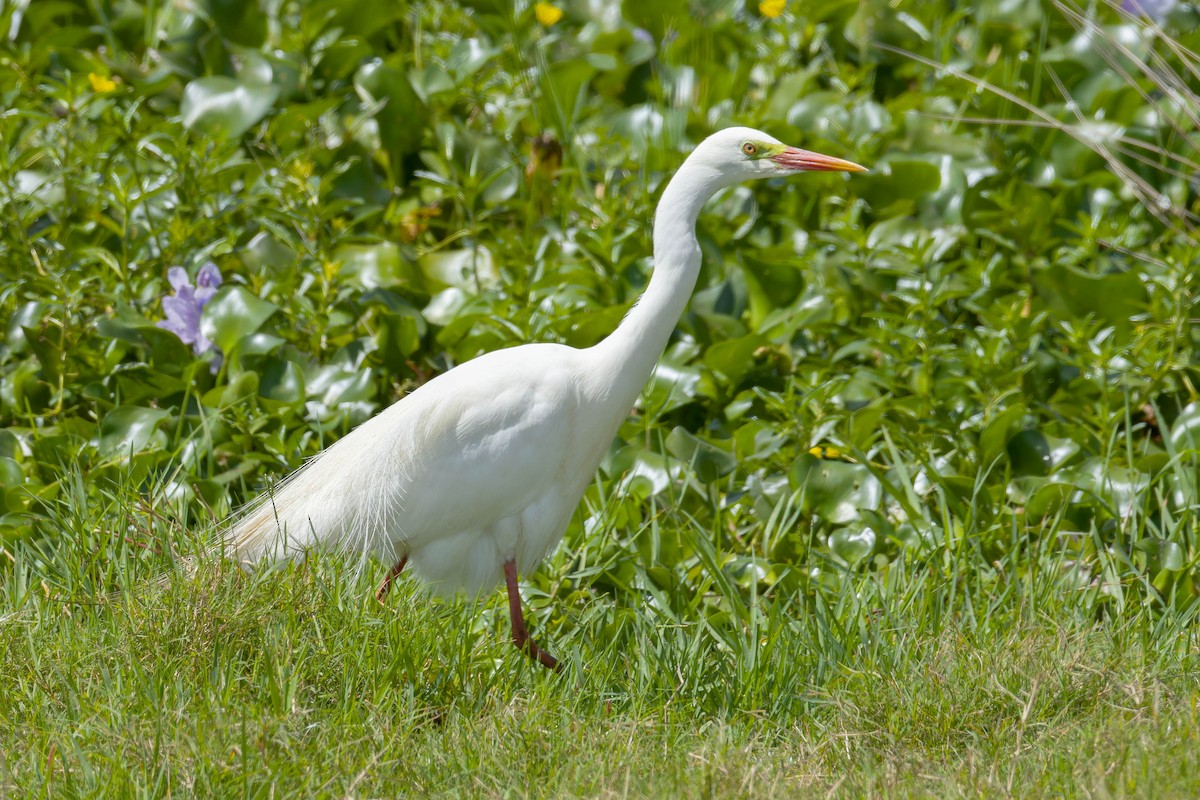 Plumed Egret - ML638308735