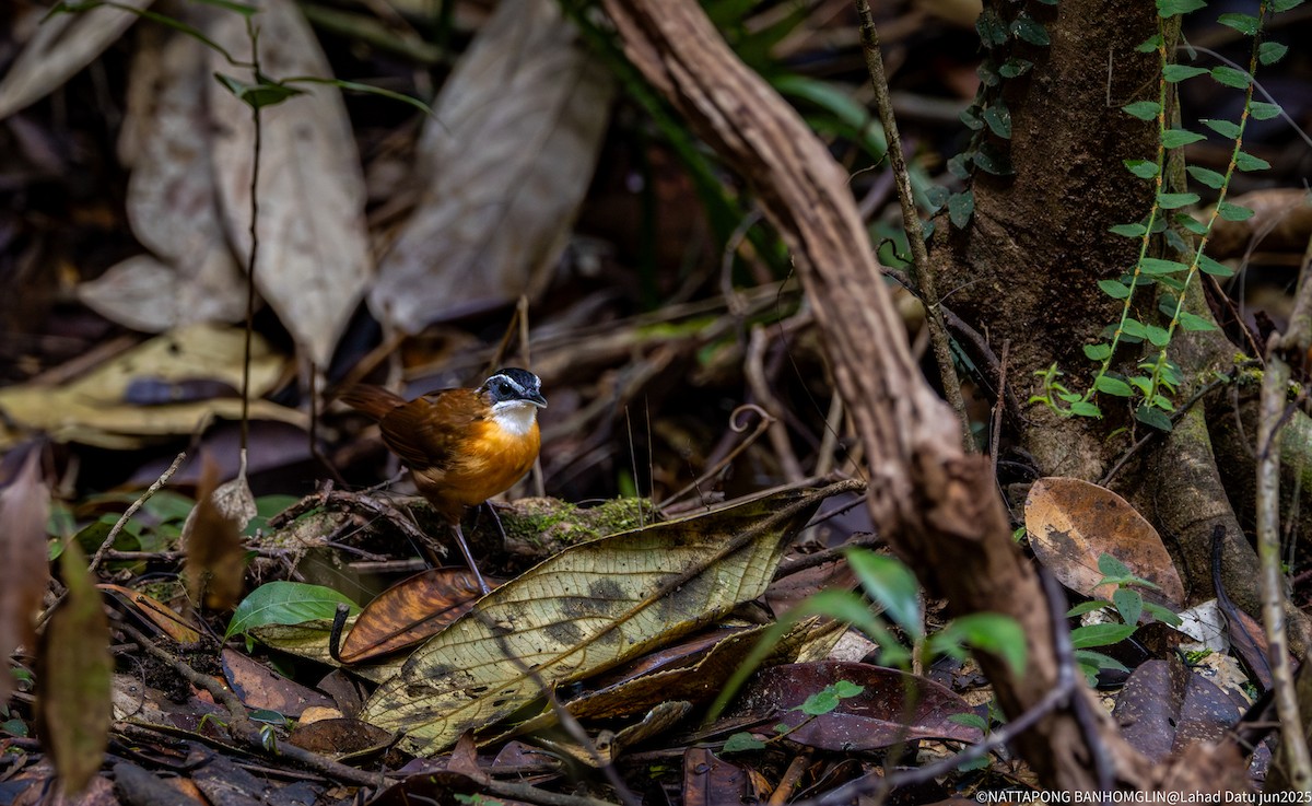 Bornean Black-capped Babbler - ML638308747