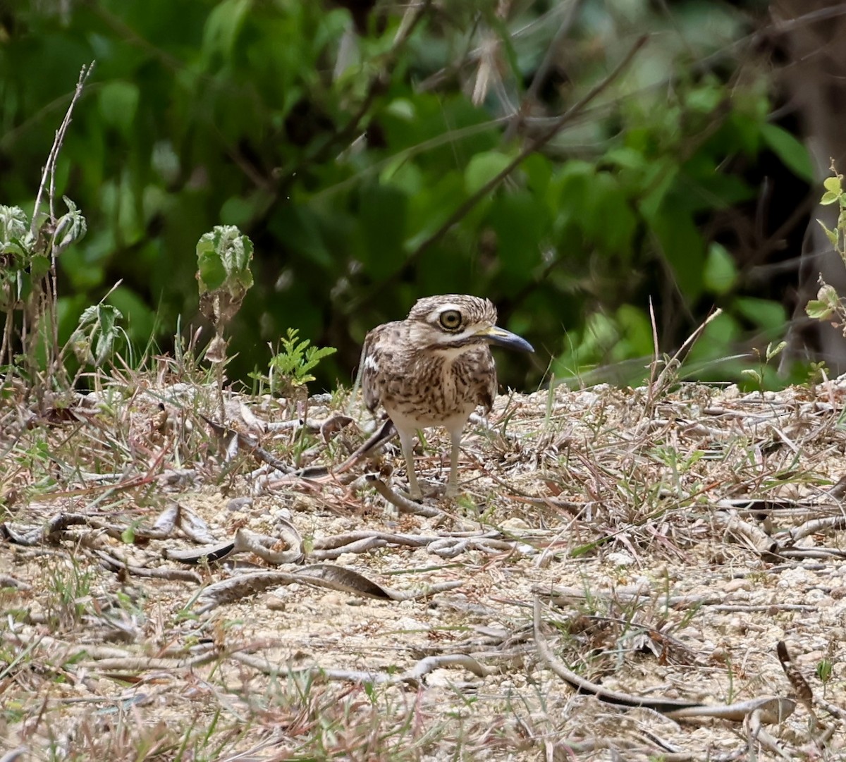 Indian Thick-knee - ML638308749