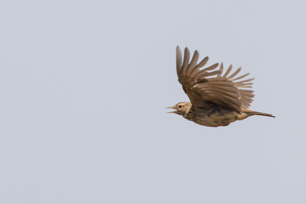 Thekla's Lark - ML638308751