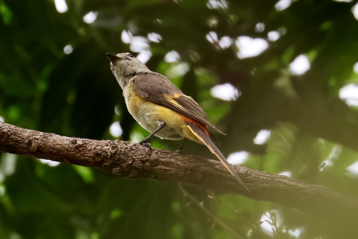 Small Minivet - ML638308755