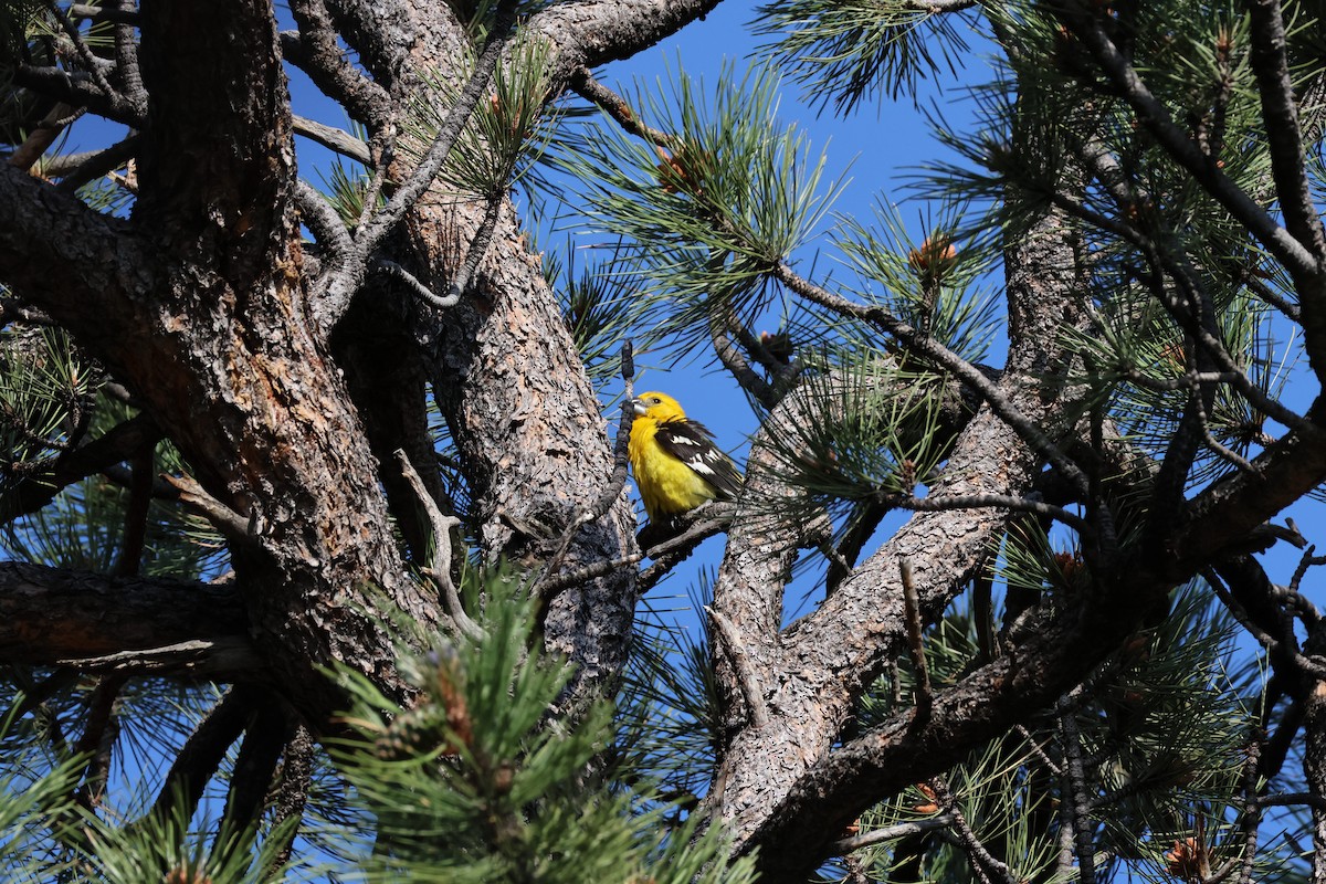 Yellow Grosbeak - ML638308758