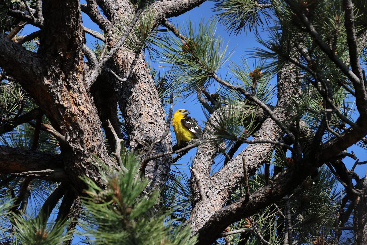 Yellow Grosbeak - ML638308759