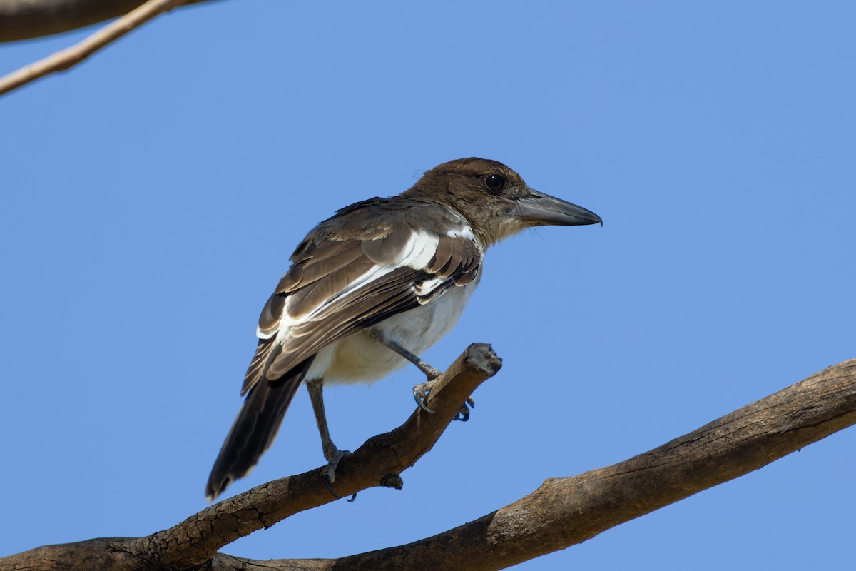 Pied Butcherbird - ML638308762