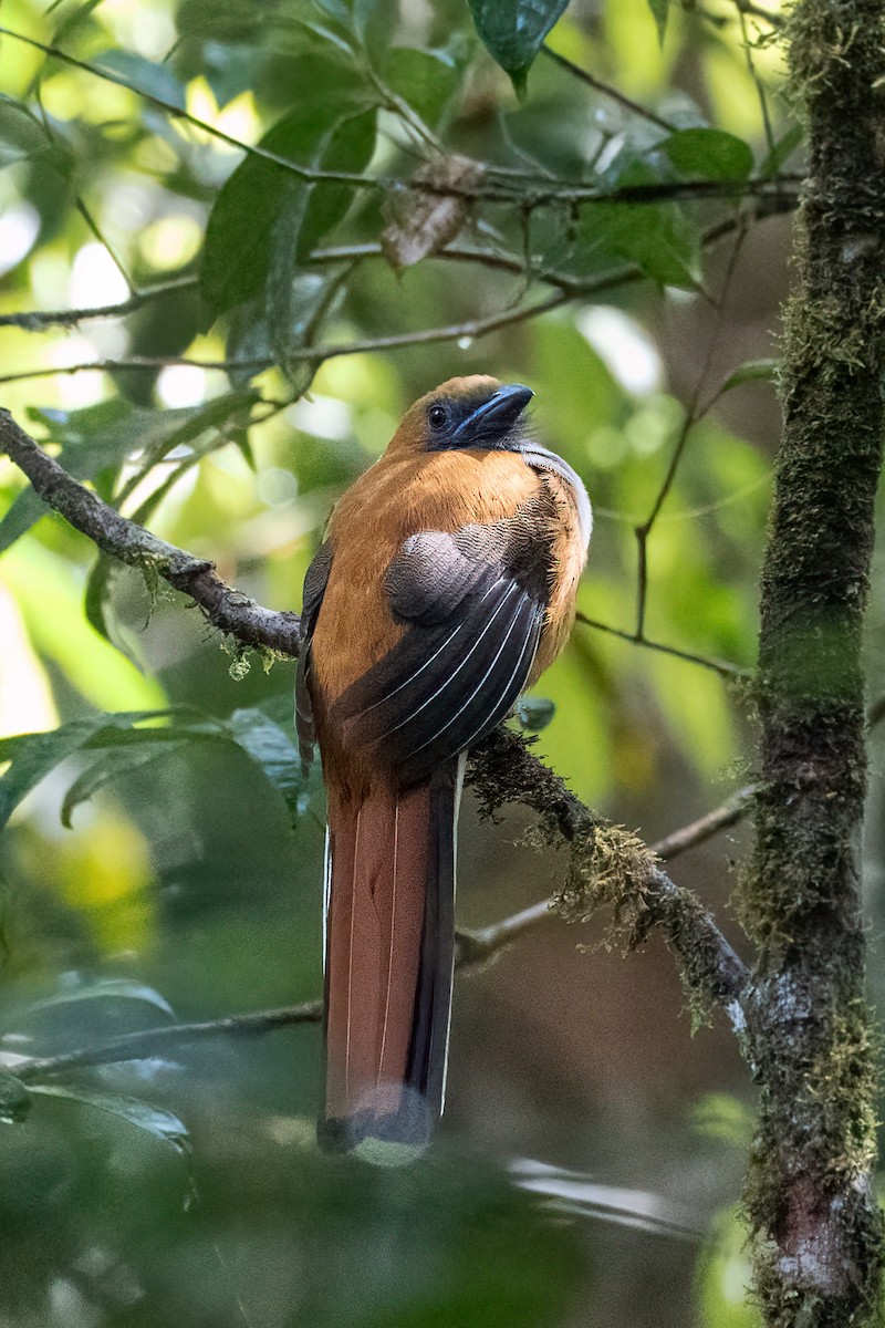 Whitehead's Trogon - ML638308763