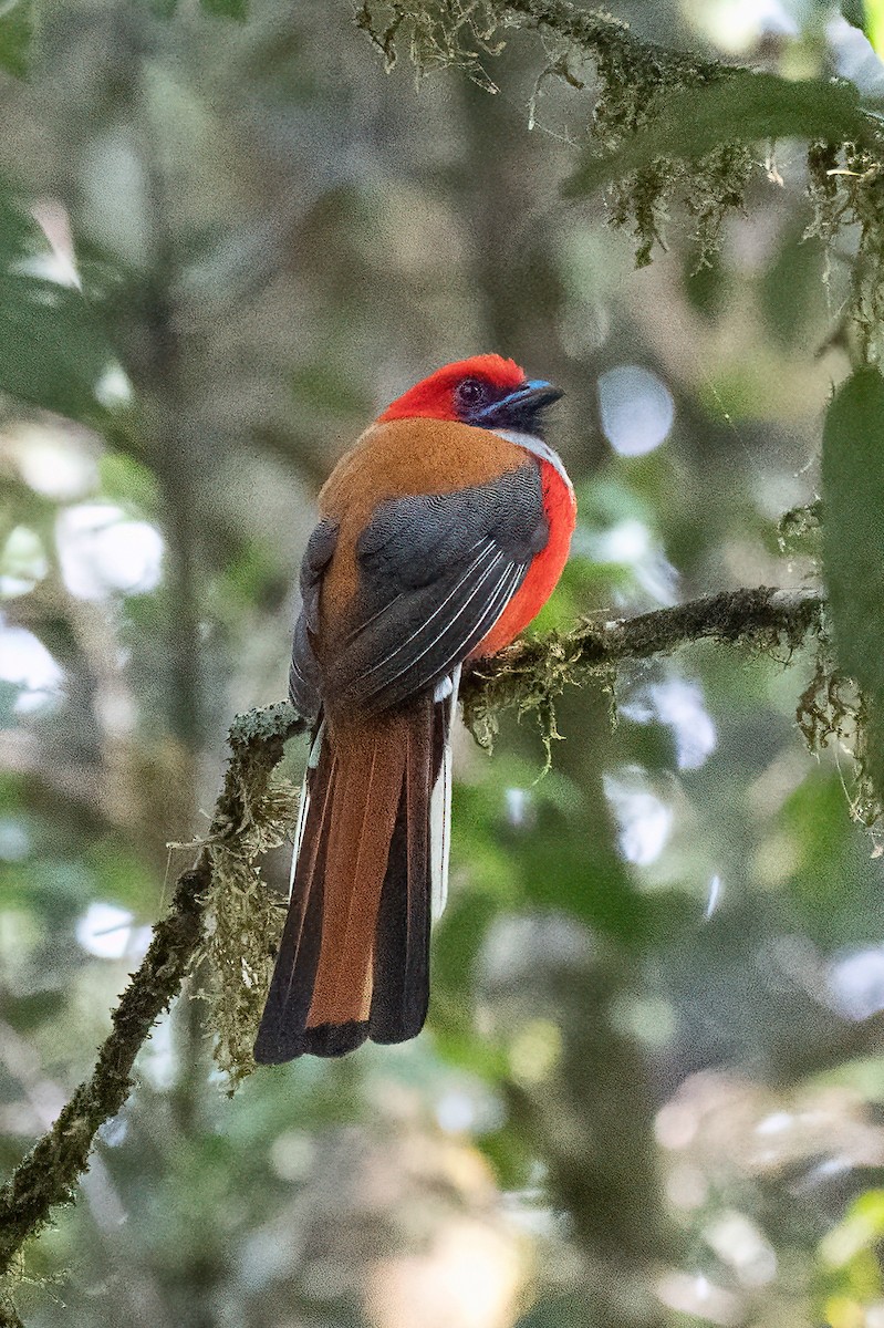 Whitehead's Trogon - ML638308764