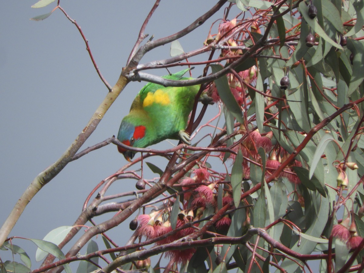 Musk Lorikeet - ML638308765