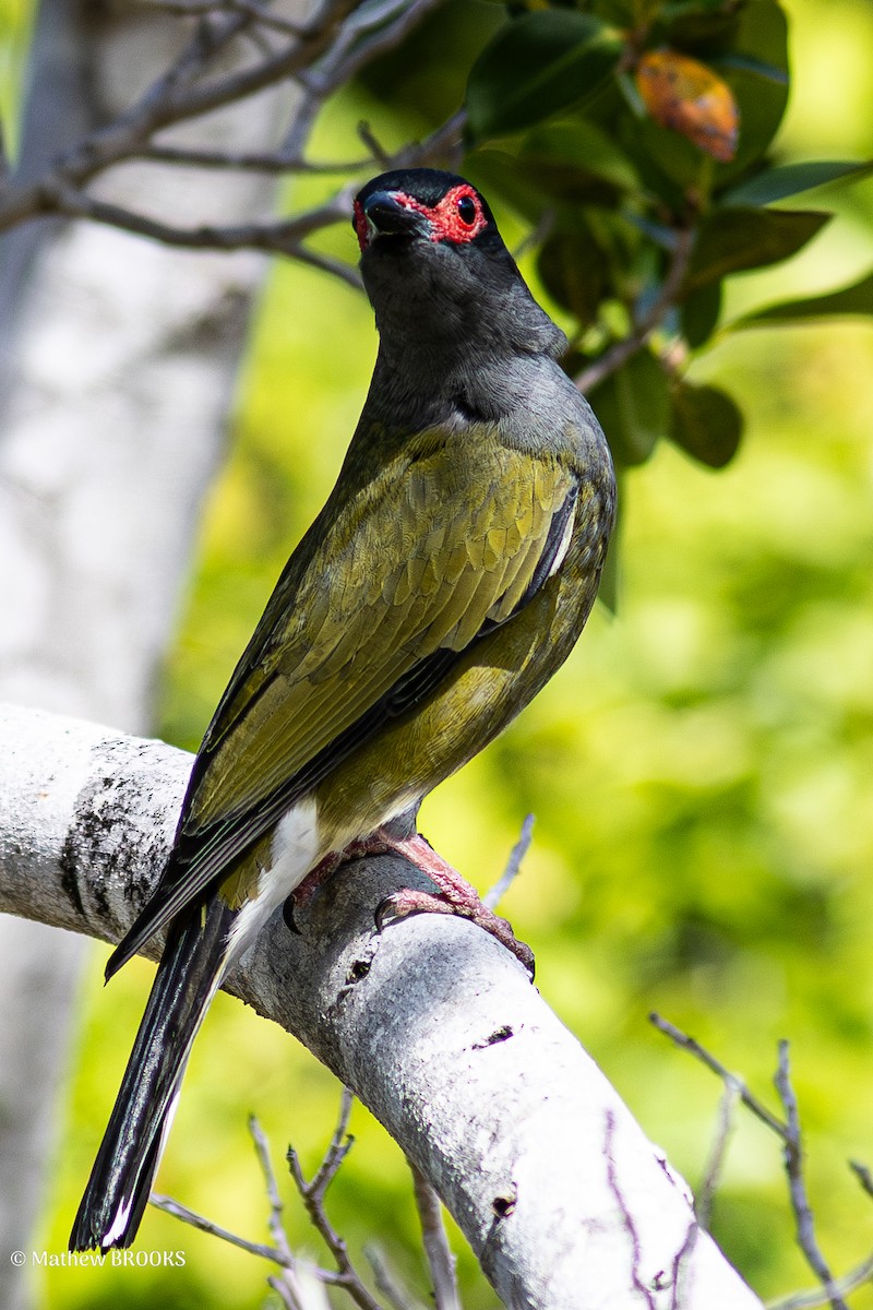 Australasian Figbird - ML638308767