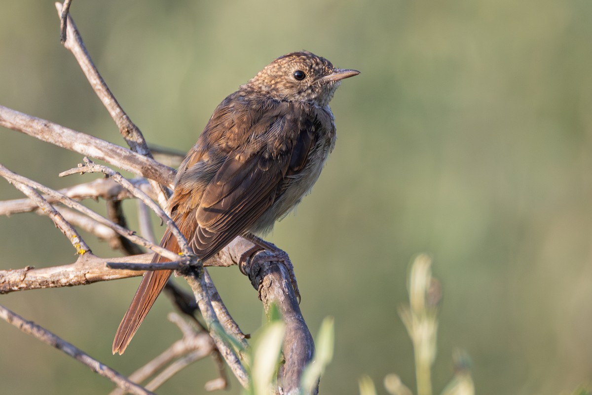 Common Nightingale - ML638308772