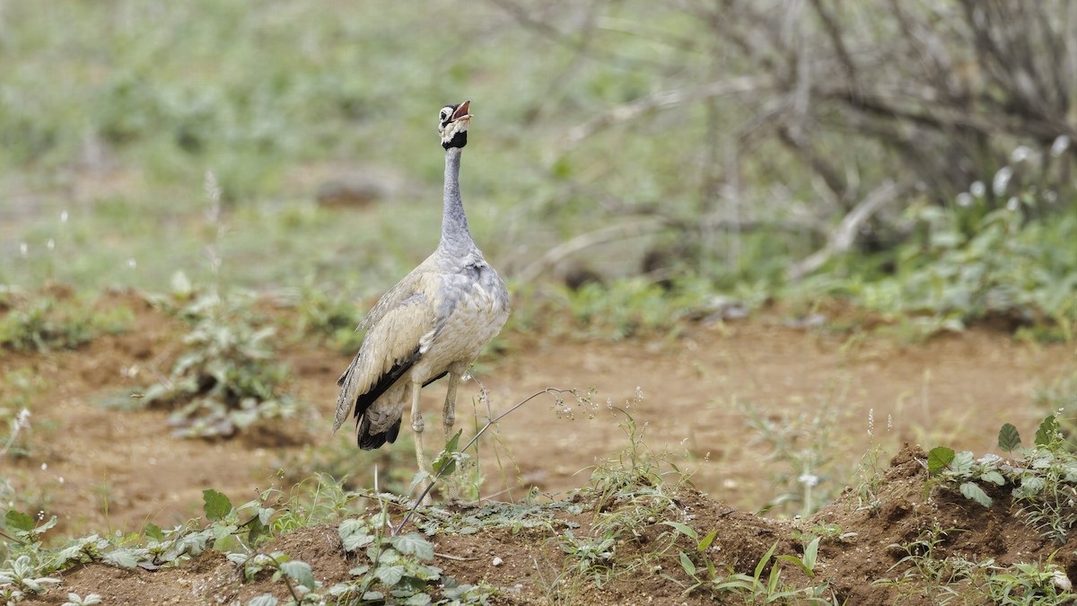 White-bellied Bustard (White-bellied) - ML638308773