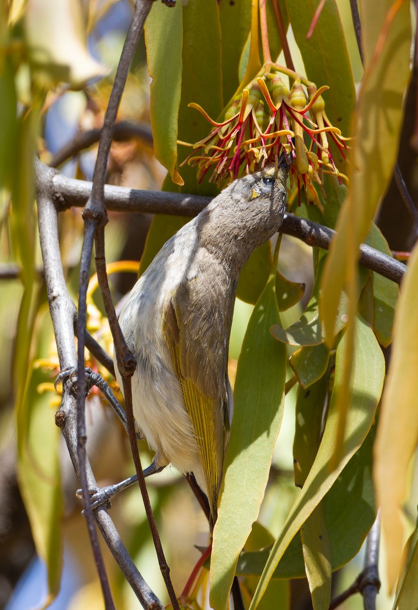 Brown Honeyeater - ML638308774