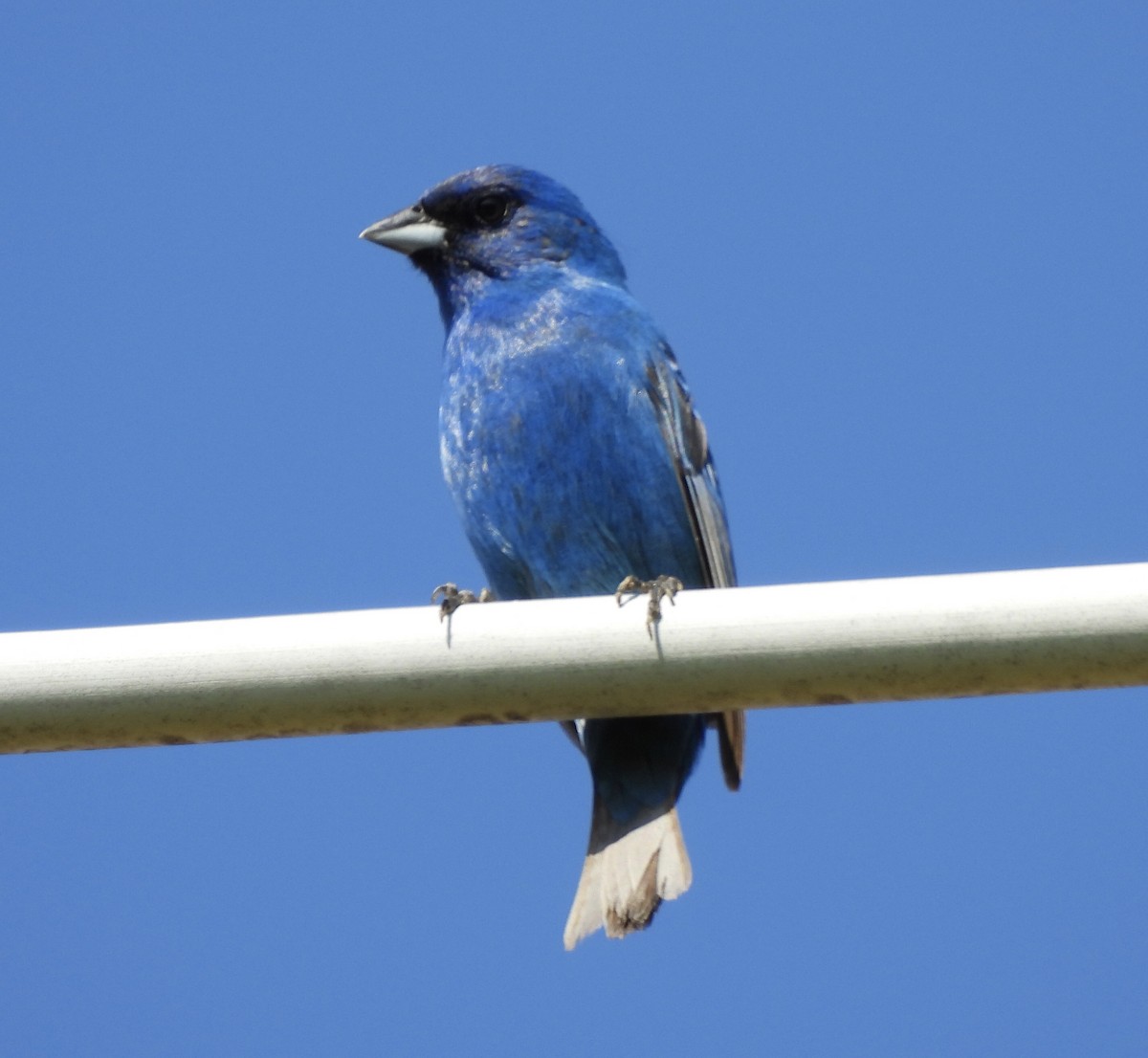 Indigo Bunting - ML638308778