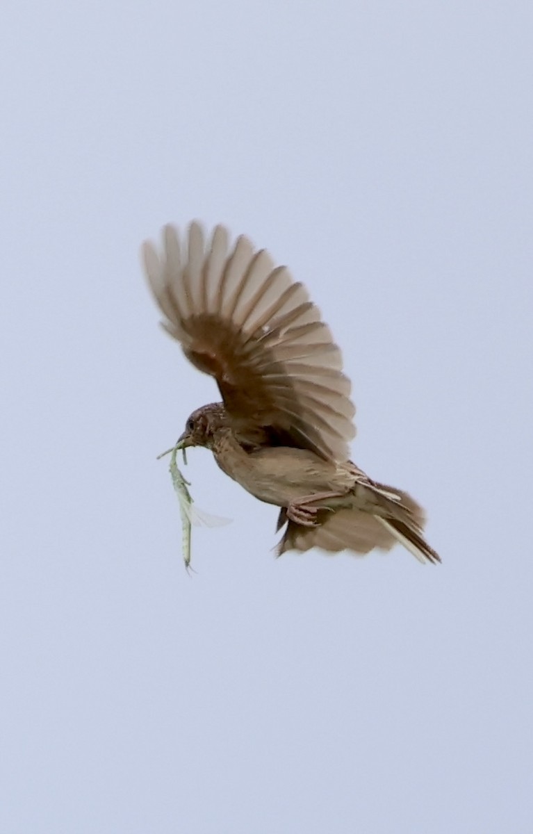 Singing Bushlark - ML638308781