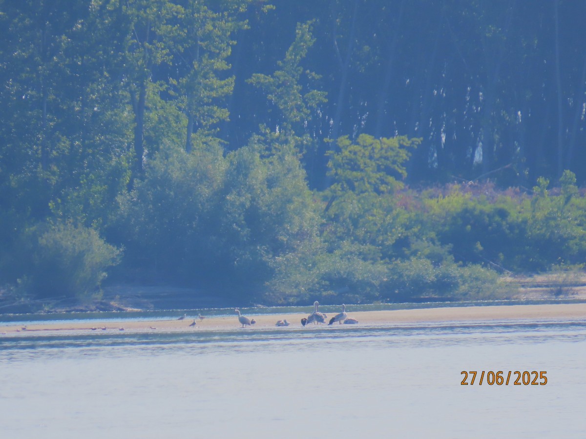 Yellow-legged Gull - ML638308782