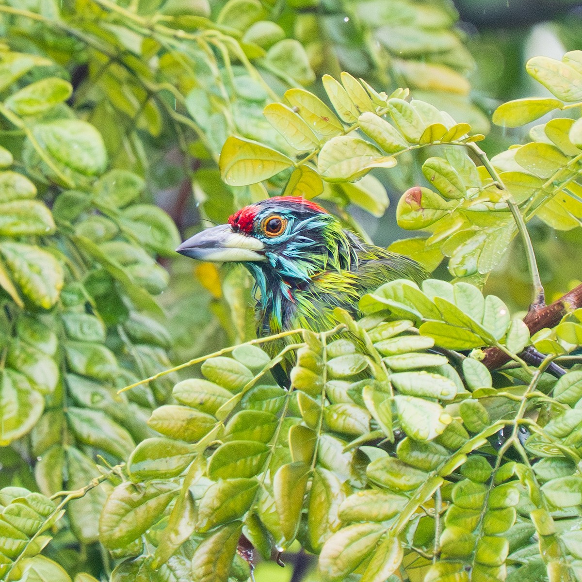 Blue-throated Barbet - ML638308783