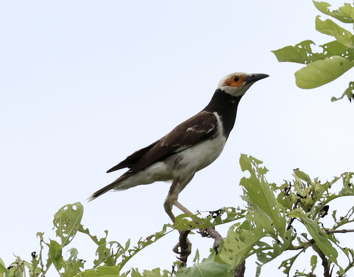 黑領椋鳥 - ML638308787