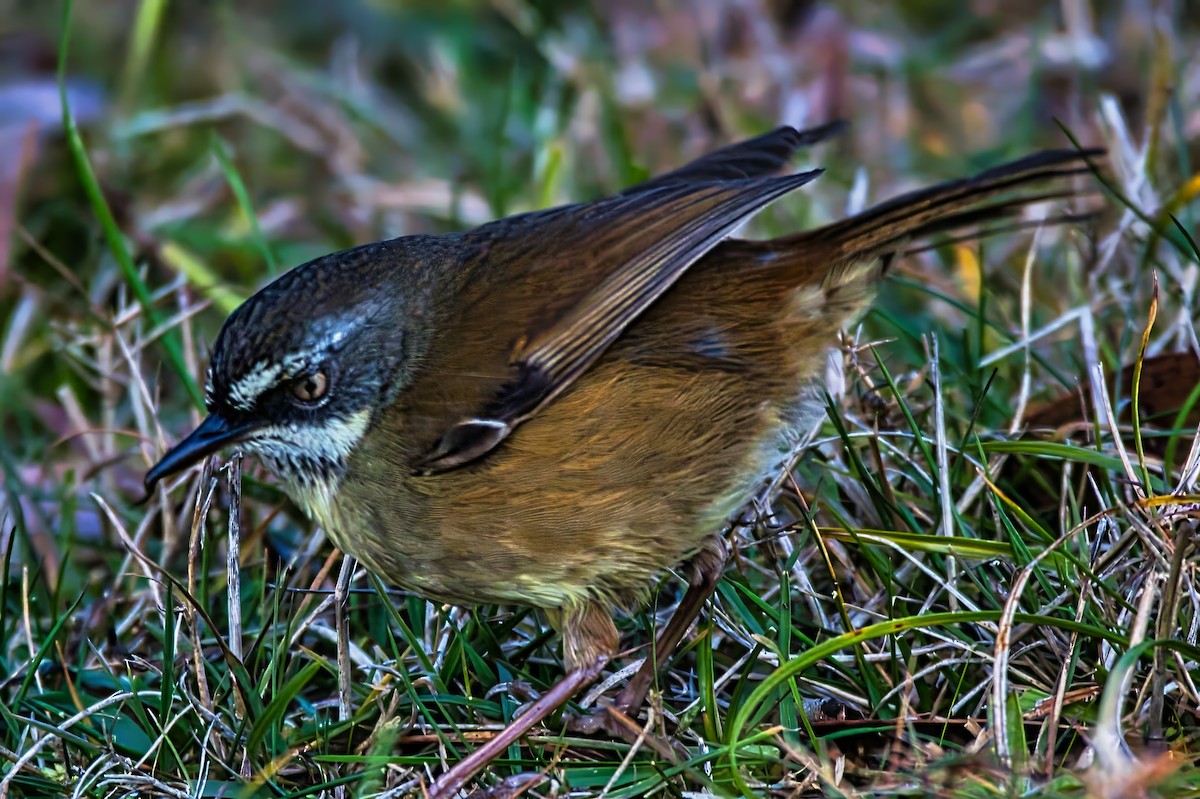 White-browed Scrubwren (White-browed) - ML638308792