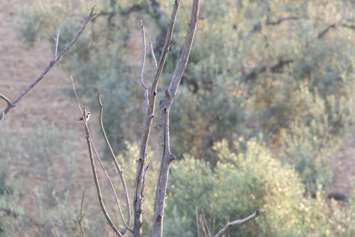 Western Black-eared Wheatear - ML638308796