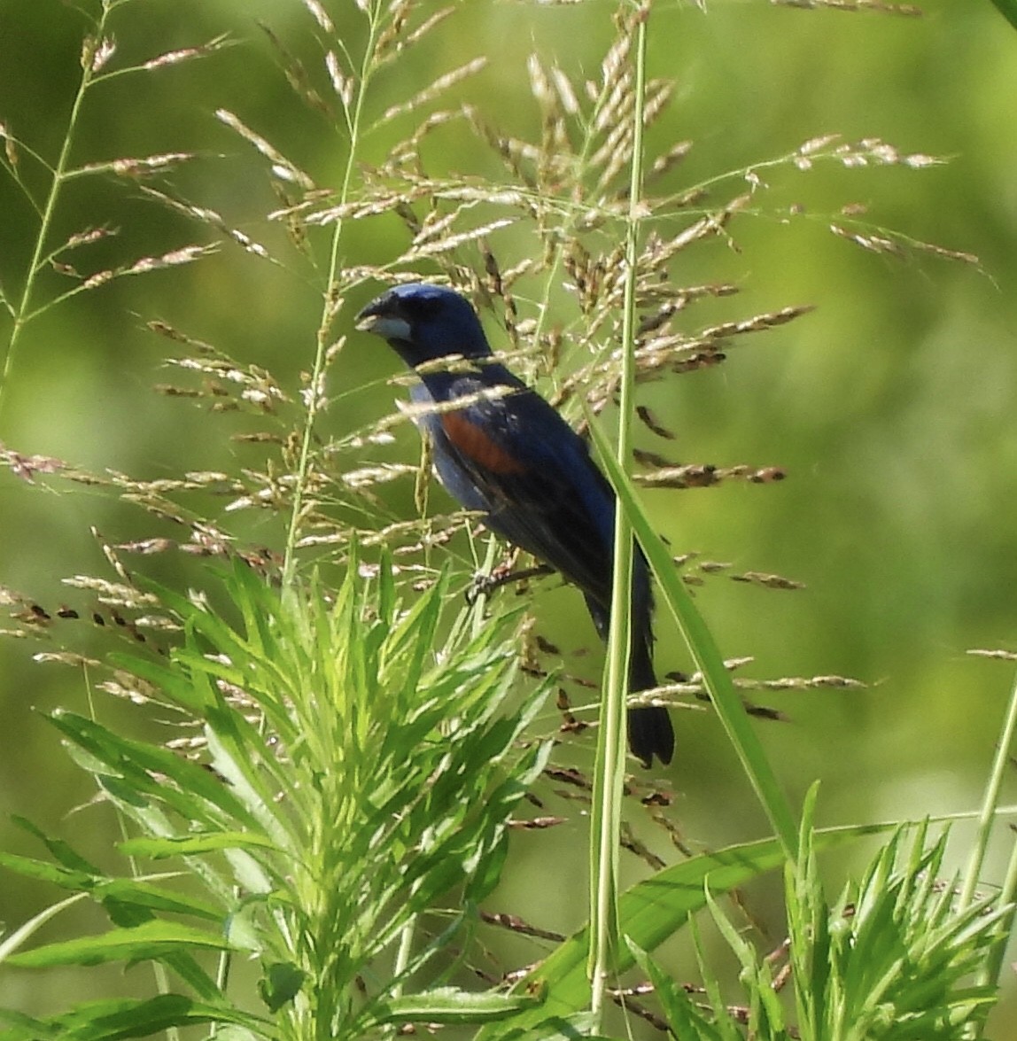 Blue Grosbeak - ML638308804