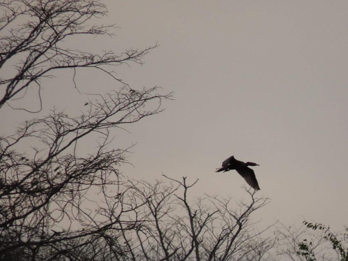 Neotropic Cormorant - ML638308814