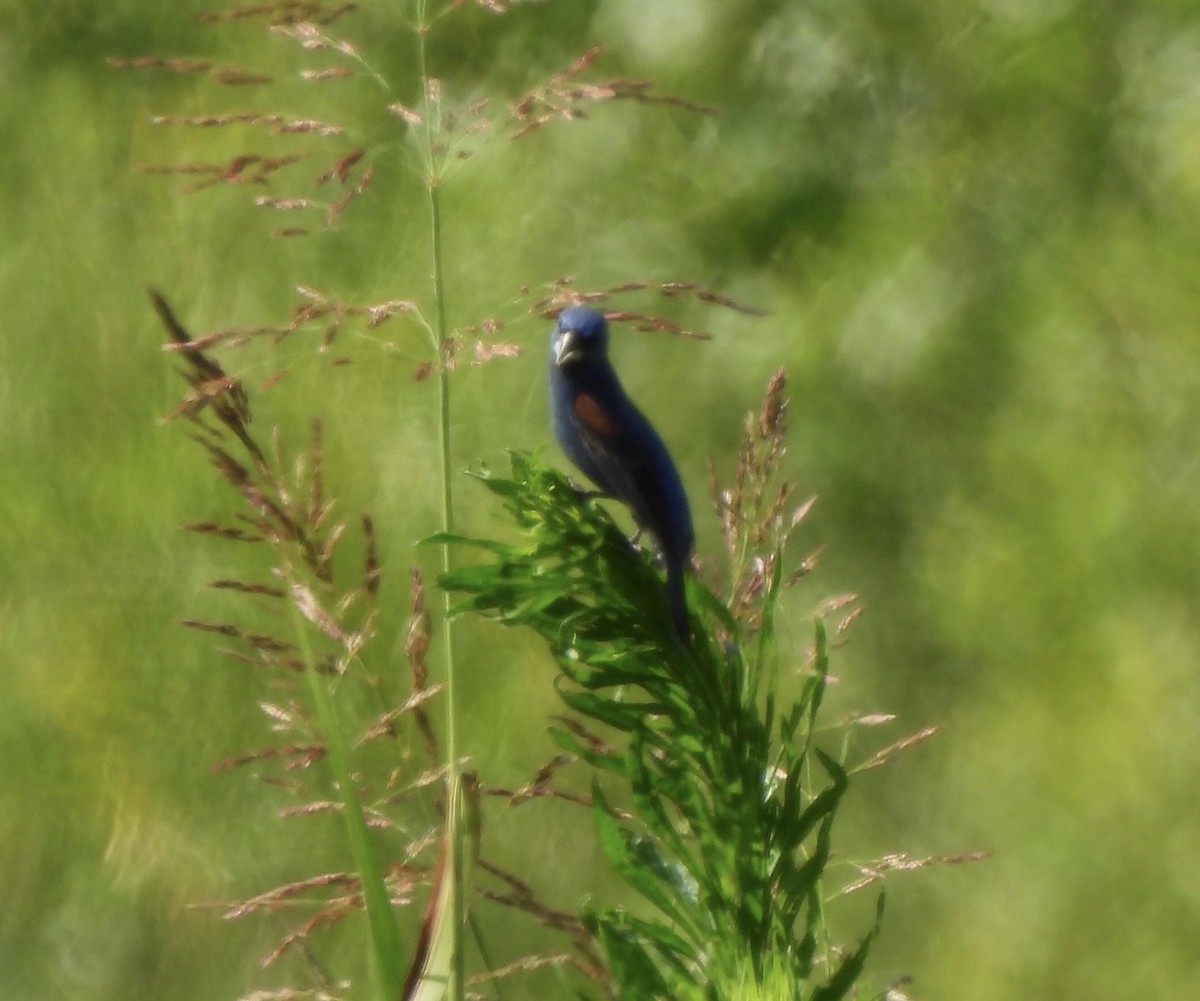 Blue Grosbeak - ML638308816