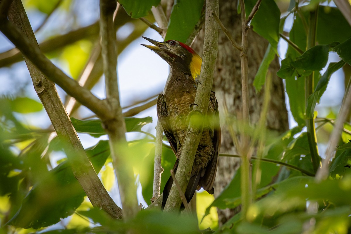Lesser Yellownape - ML638308823
