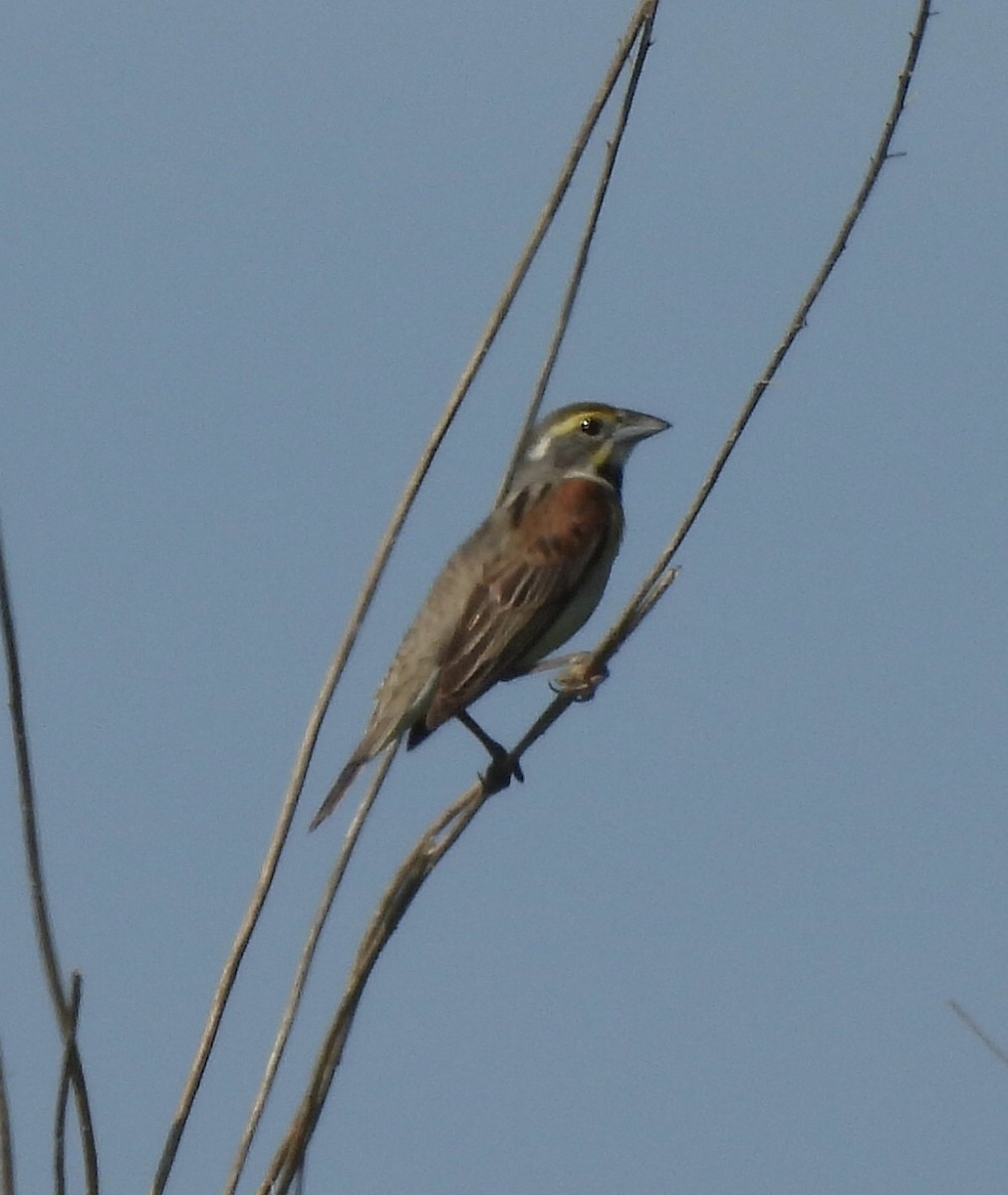 Dickcissel - ML638308826