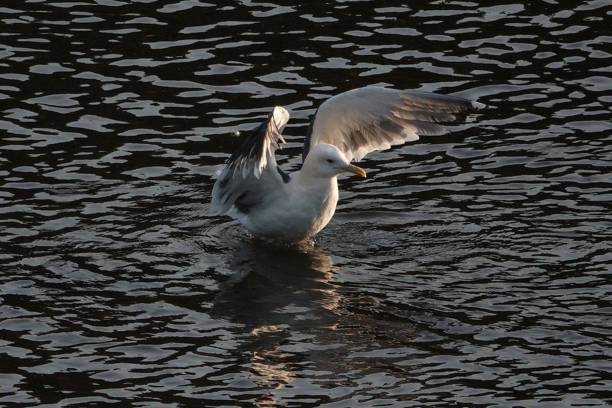 Slaty-backed Gull - ML638308830