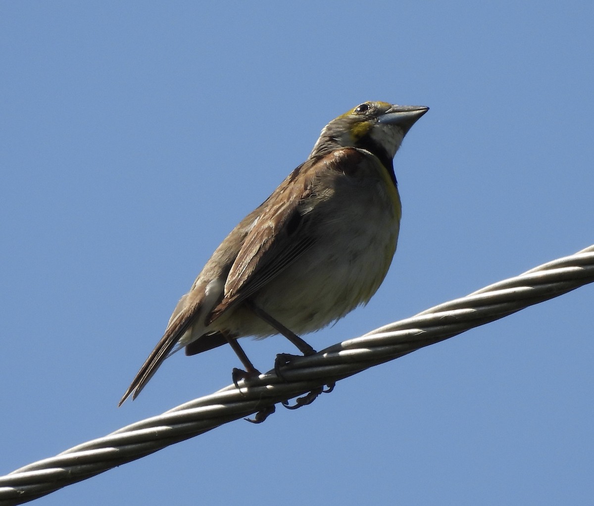 Dickcissel - ML638308833