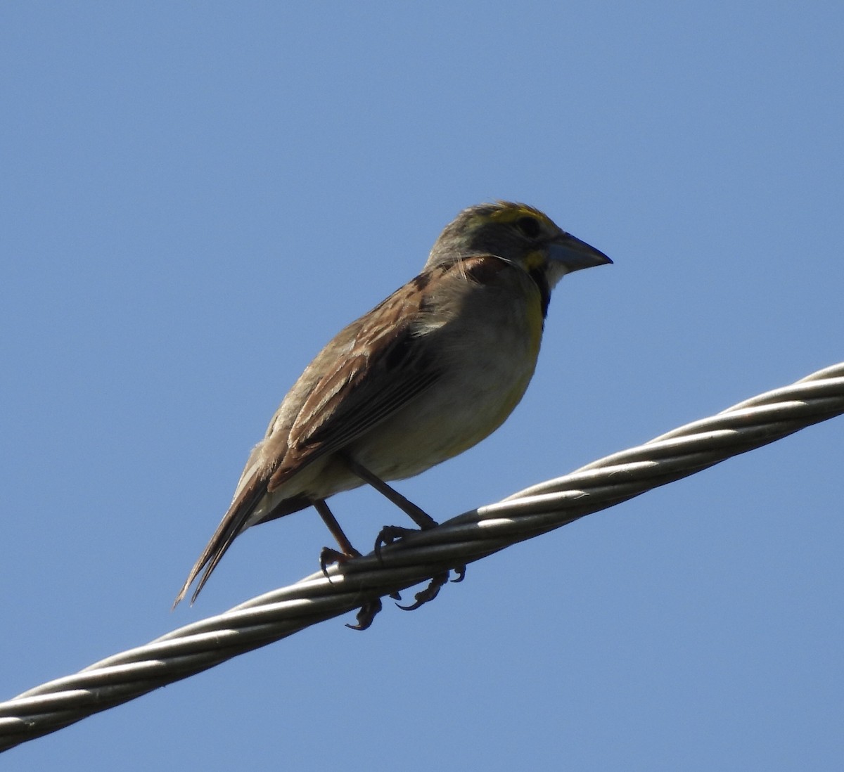 Dickcissel - ML638308836