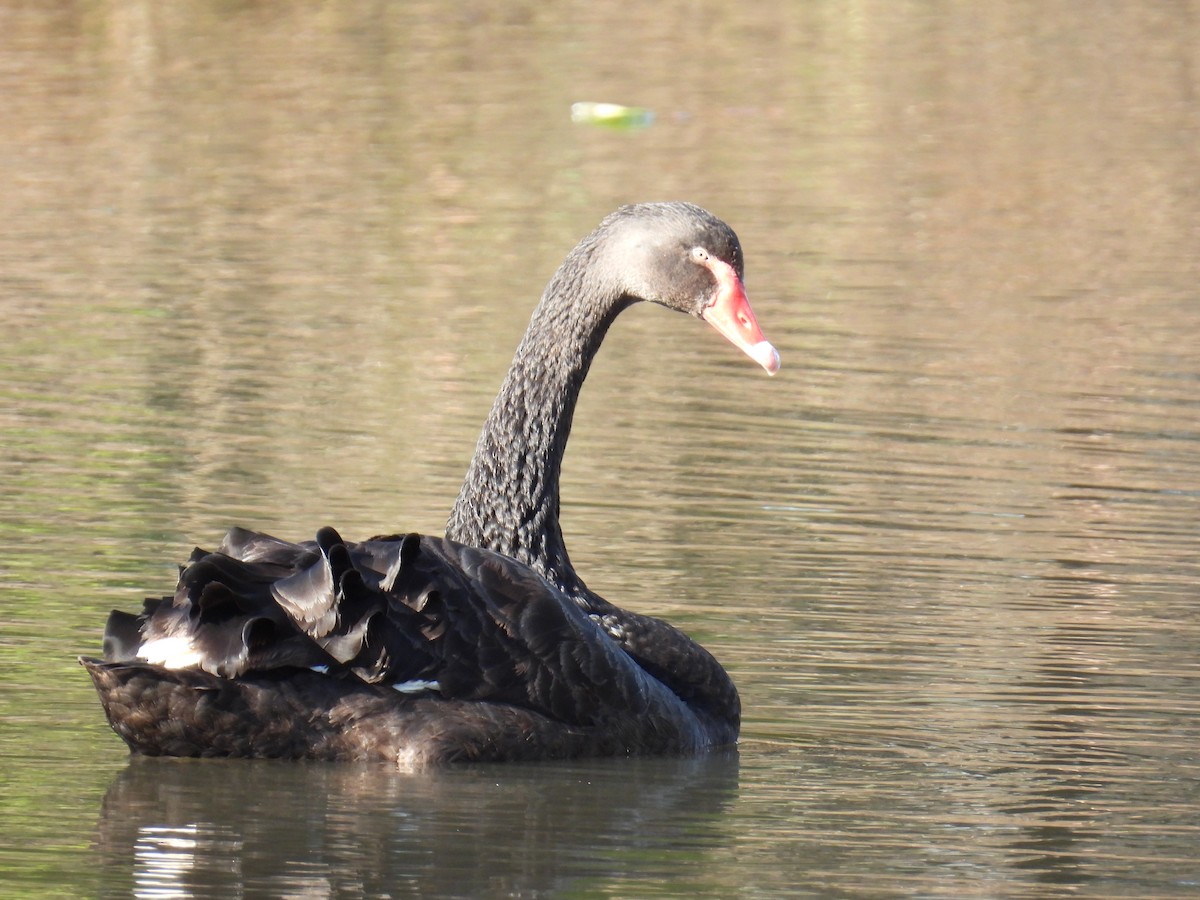 Black Swan - ML638308852
