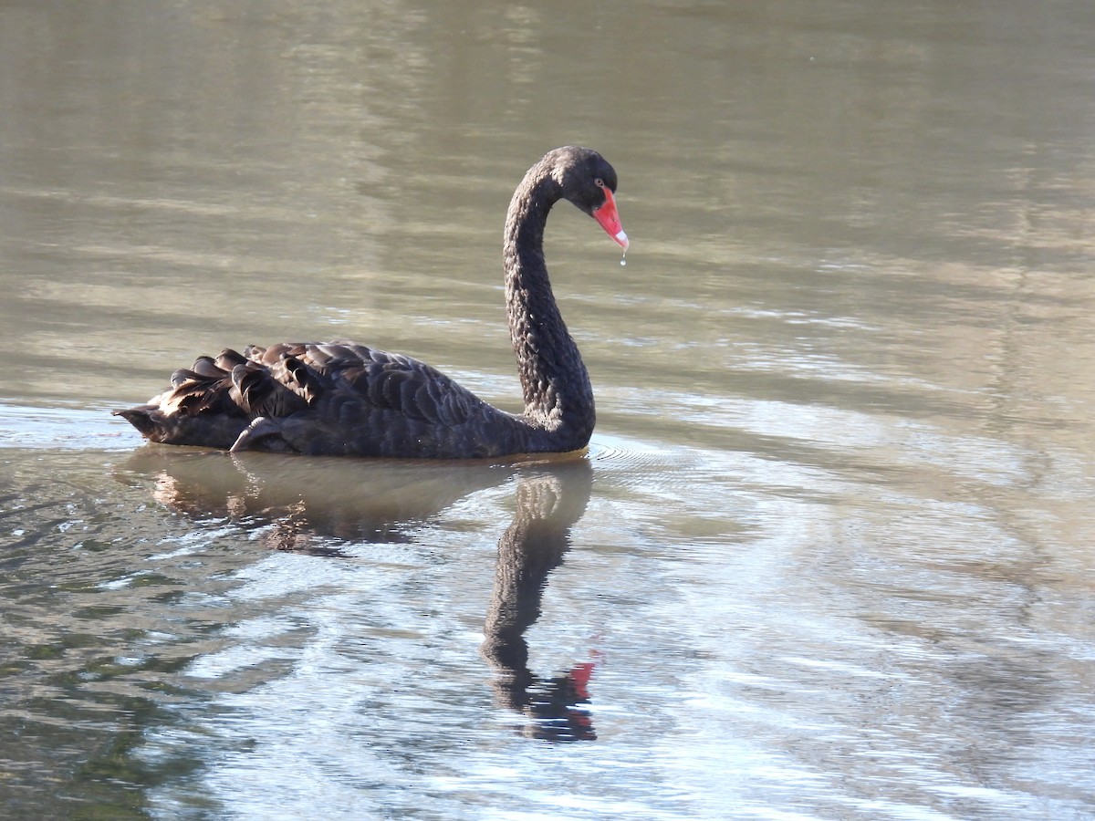 Black Swan - ML638308853