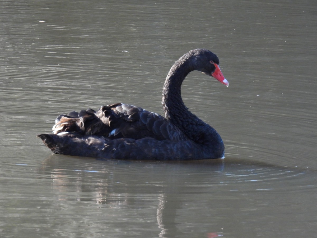 Black Swan - ML638308854